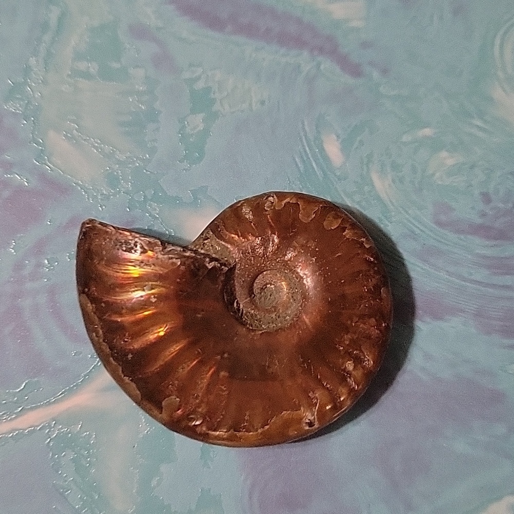 Ammonite Polished Fossil Rainbow Flash